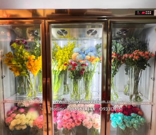 Tủ mát 3 cánh kính trưng bày hoa quả